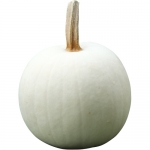 Snowball F1